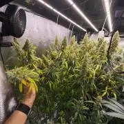 Summer tent grow