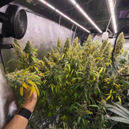 Summer tent grow