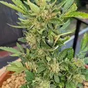 2x CBD + 1x Northern Lights Balcony Grow