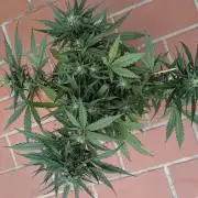 2x CBD + 1x Northern Lights Balcony Grow