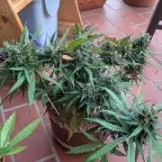 2x CBD + 1x Northern Lights Balcony Grow