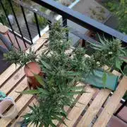 2x CBD + 1x Northern Lights Balcony Grow