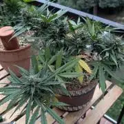2x CBD + 1x Northern Lights Balcony Grow