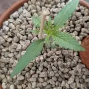 2x CBD + 1x Northern Lights Balcony Grow