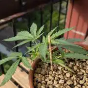 2x CBD + 1x Northern Lights Balcony Grow