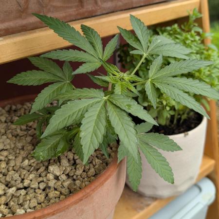 2x CBD + 1x Northern Lights Balcony Grow