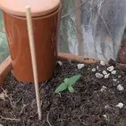 2x CBD + 1x Northern Lights Balcony Grow