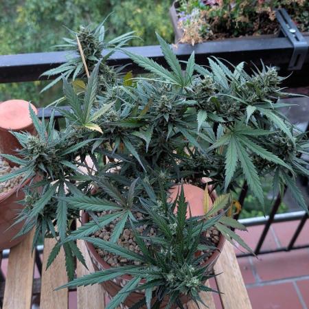 2x CBD + 1x Northern Lights Balcony Grow
