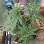 2x CBD + 1x Northern Lights Balcony Grow
