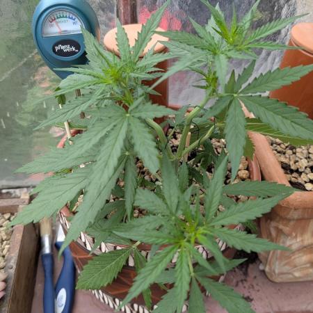 2x CBD + 1x Northern Lights Balcony Grow