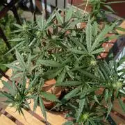 2x CBD + 1x Northern Lights Balcony Grow