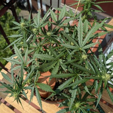 2x CBD + 1x Northern Lights Balcony Grow