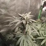 Radical Juice #1