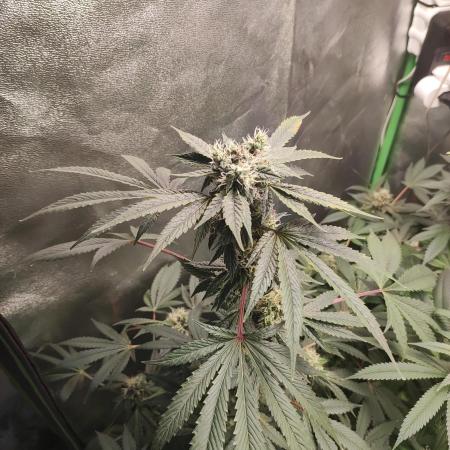 Radical Juice #1
