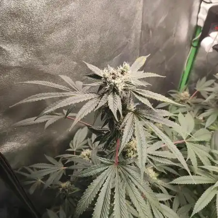 Radical Juice #1