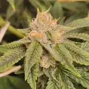 Mimosa