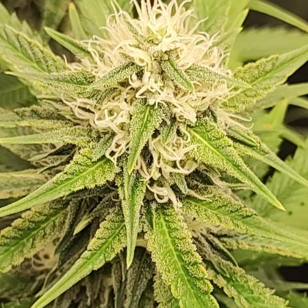 Legendary OG Punch