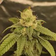 Strawberry Cough
