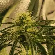 Skywalker Haze