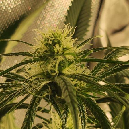 Skywalker Haze