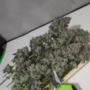 Grape Pie #1