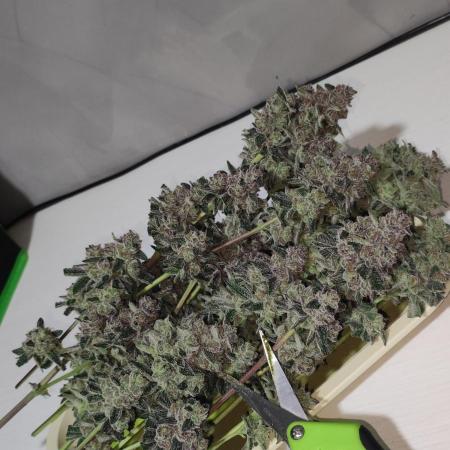 Grape Pie #1