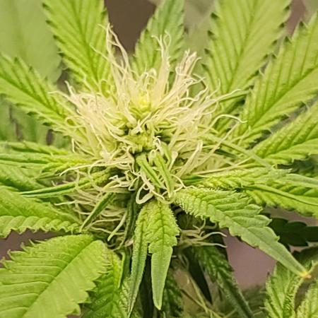 Gelato 41 #2
