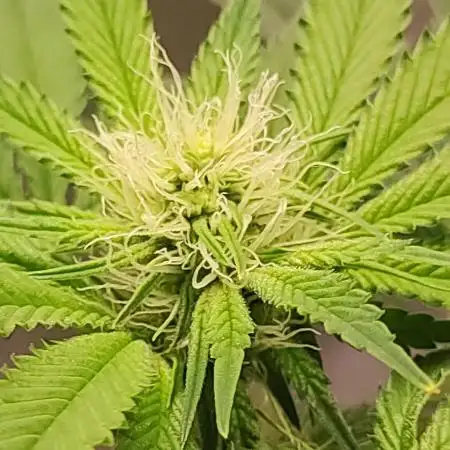 Gelato 41 #2