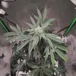 Radical Juice #1