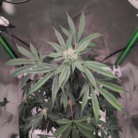 Radical Juice #1