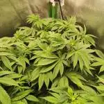 Pineapple Express