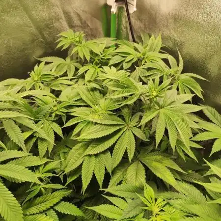 Pineapple Express