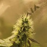 Grateful End OG