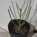 Uruguayan Seeds