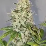 Tangie