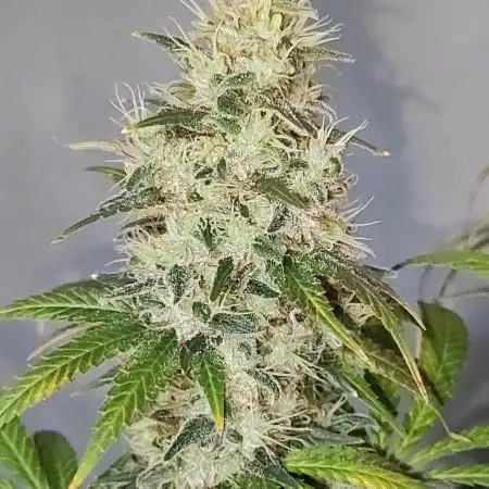 Tangie