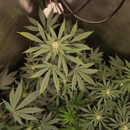 Radical Juice #2