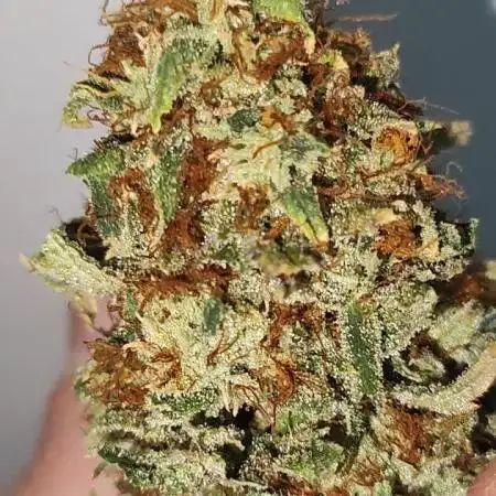 Gelato 41