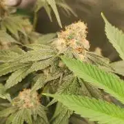 Banana Kush #1