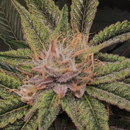 Mimosa #1