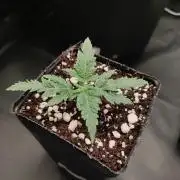 White Widow x Freakshow