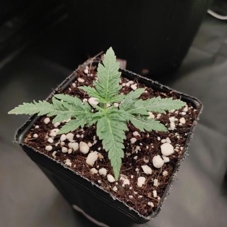 White Widow x Freakshow