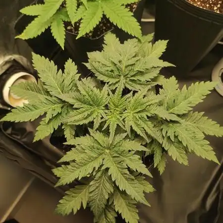 White Widow x Freakshow