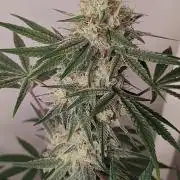 TUTIFRUIT #Santa Maria