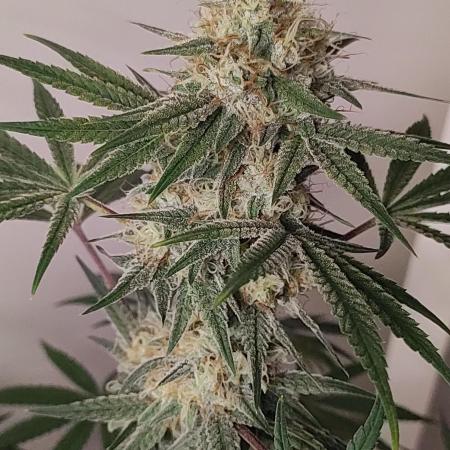 TUTIFRUIT #Santa Maria