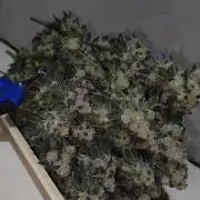 Grape Pie