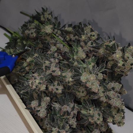 Grape Pie