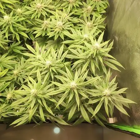 Tangie