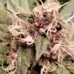 Pineapple Express