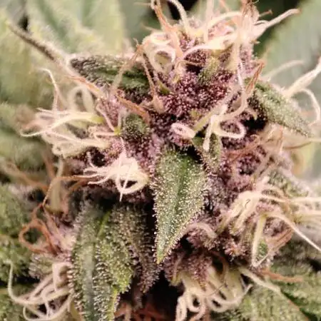 Pineapple Express